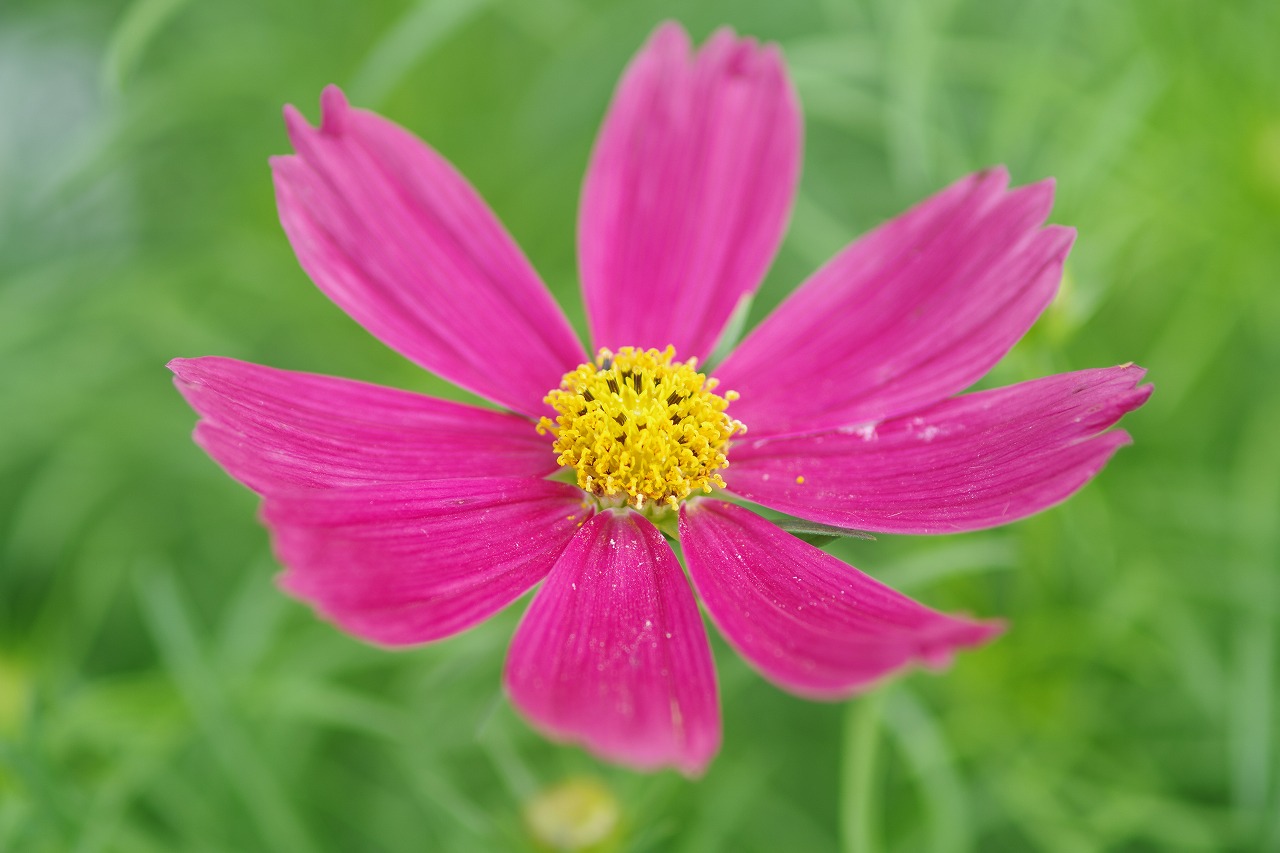 あしかがフラワーパークの花々