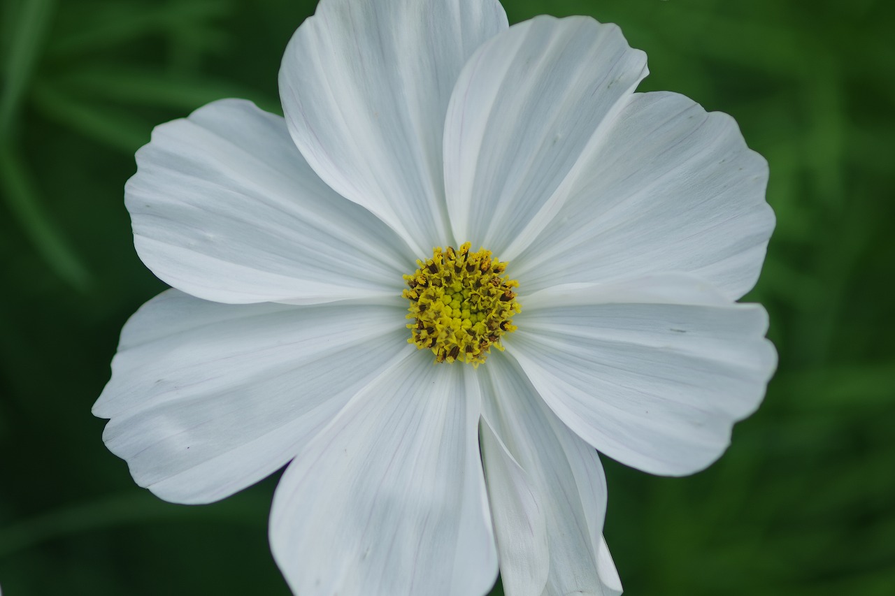 あしかがフラワーパークの花々