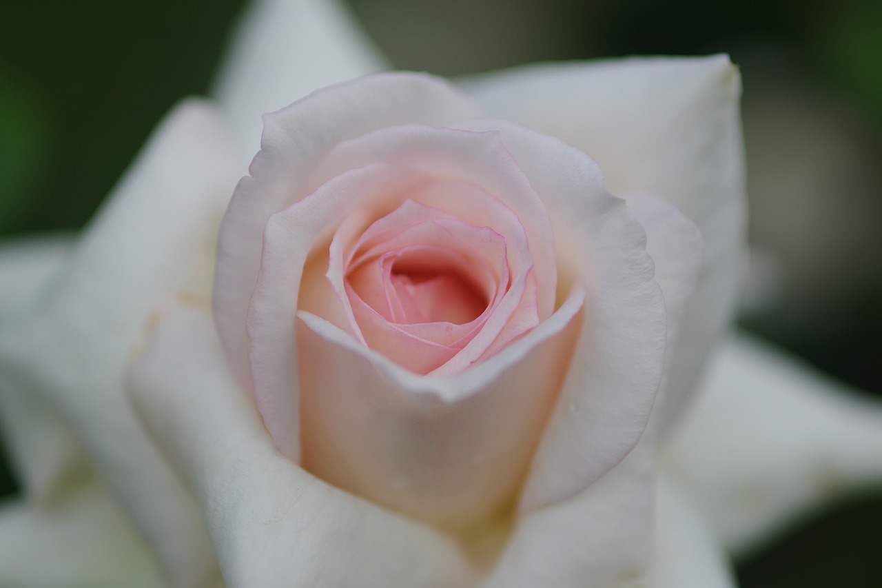 あしかがフラワーパークの花々