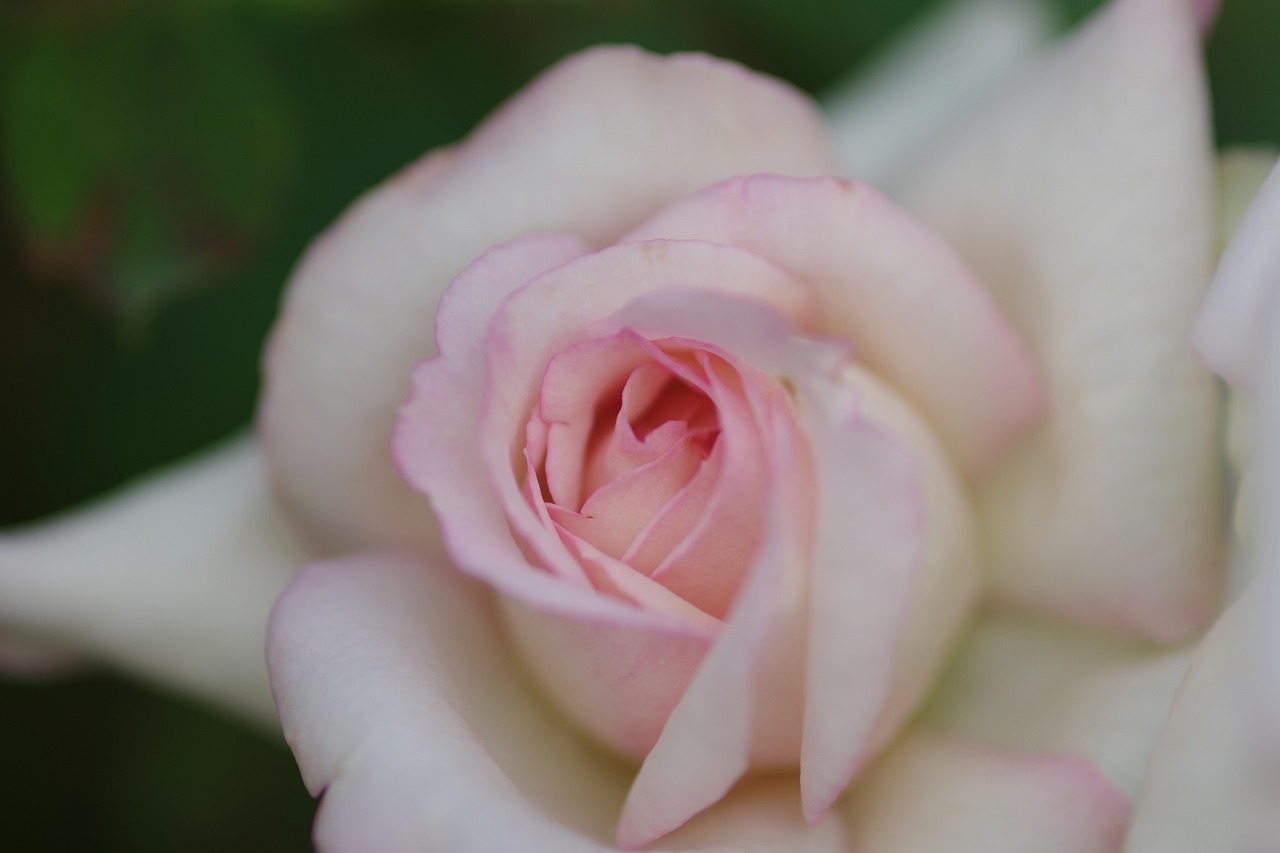 あしかがフラワーパークの花々