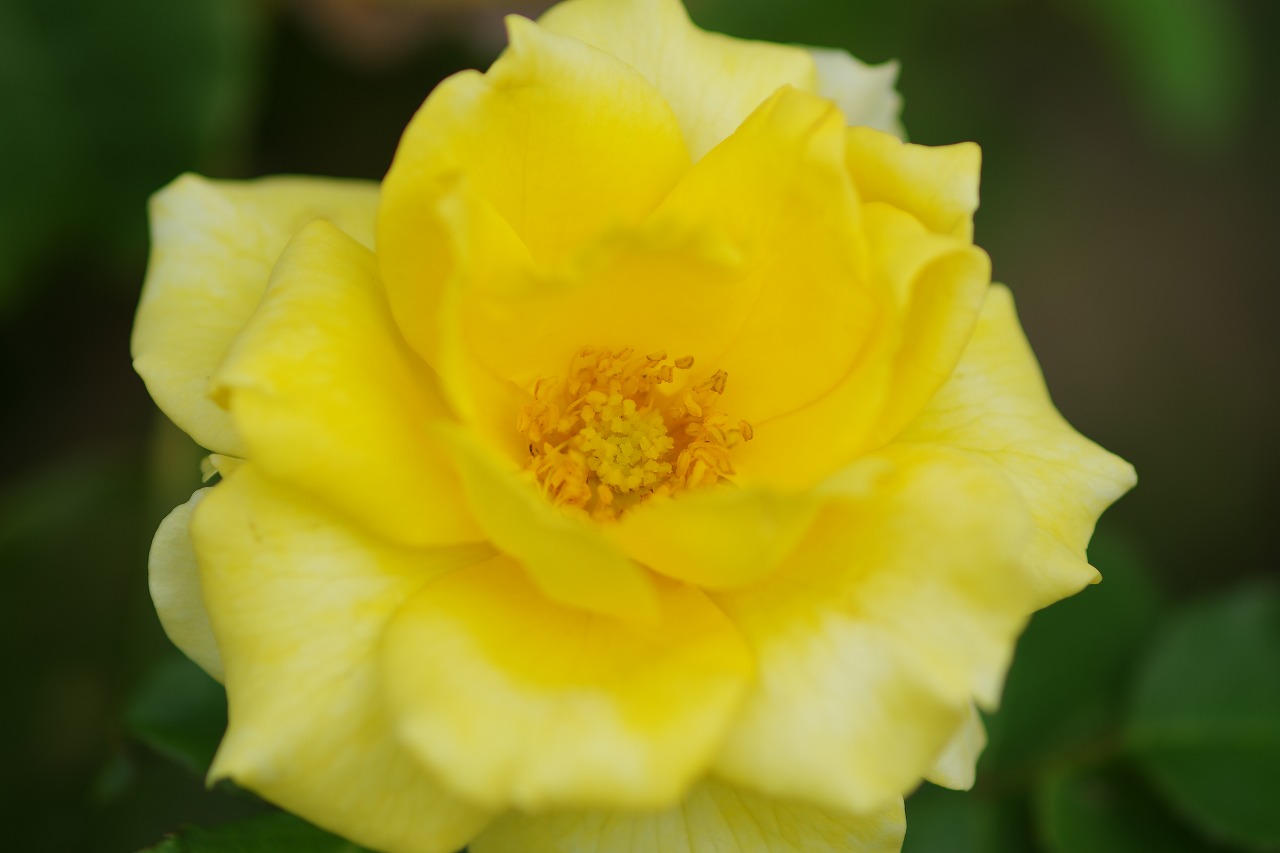 あしかがフラワーパークの花々