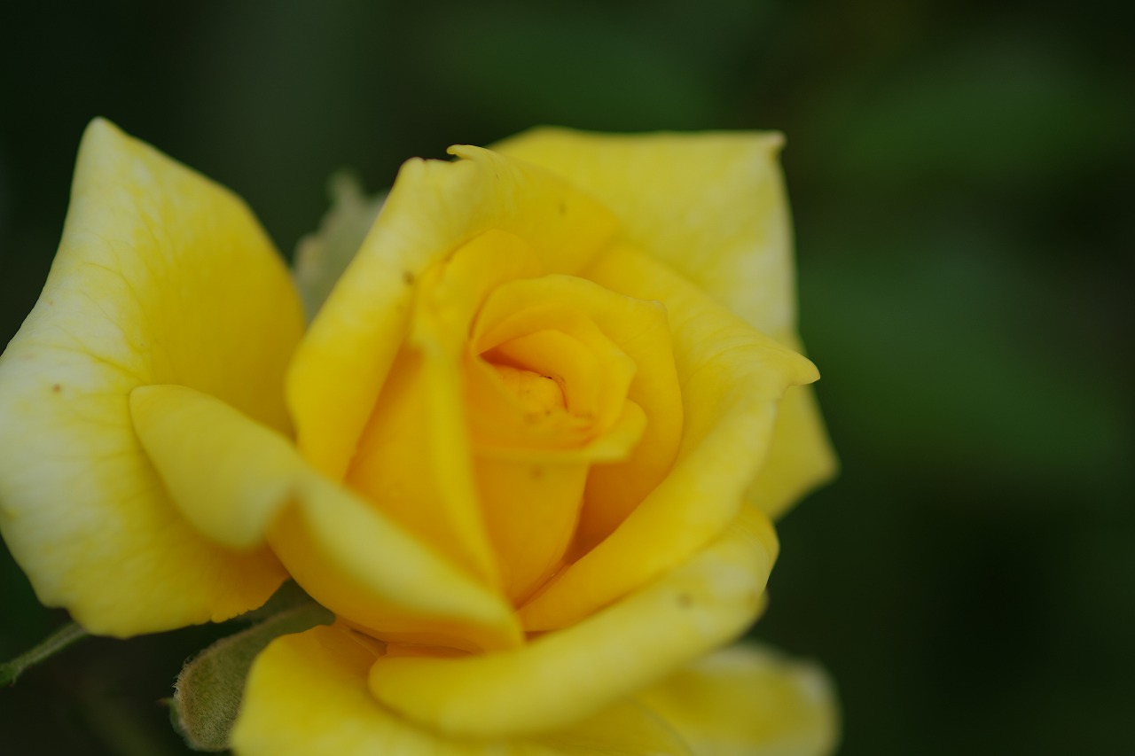 あしかがフラワーパークの花々