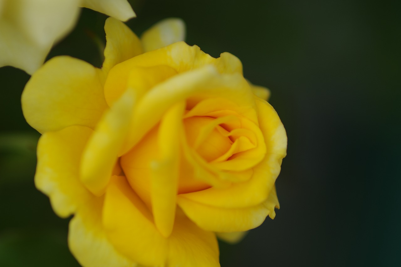 あしかがフラワーパークの花々