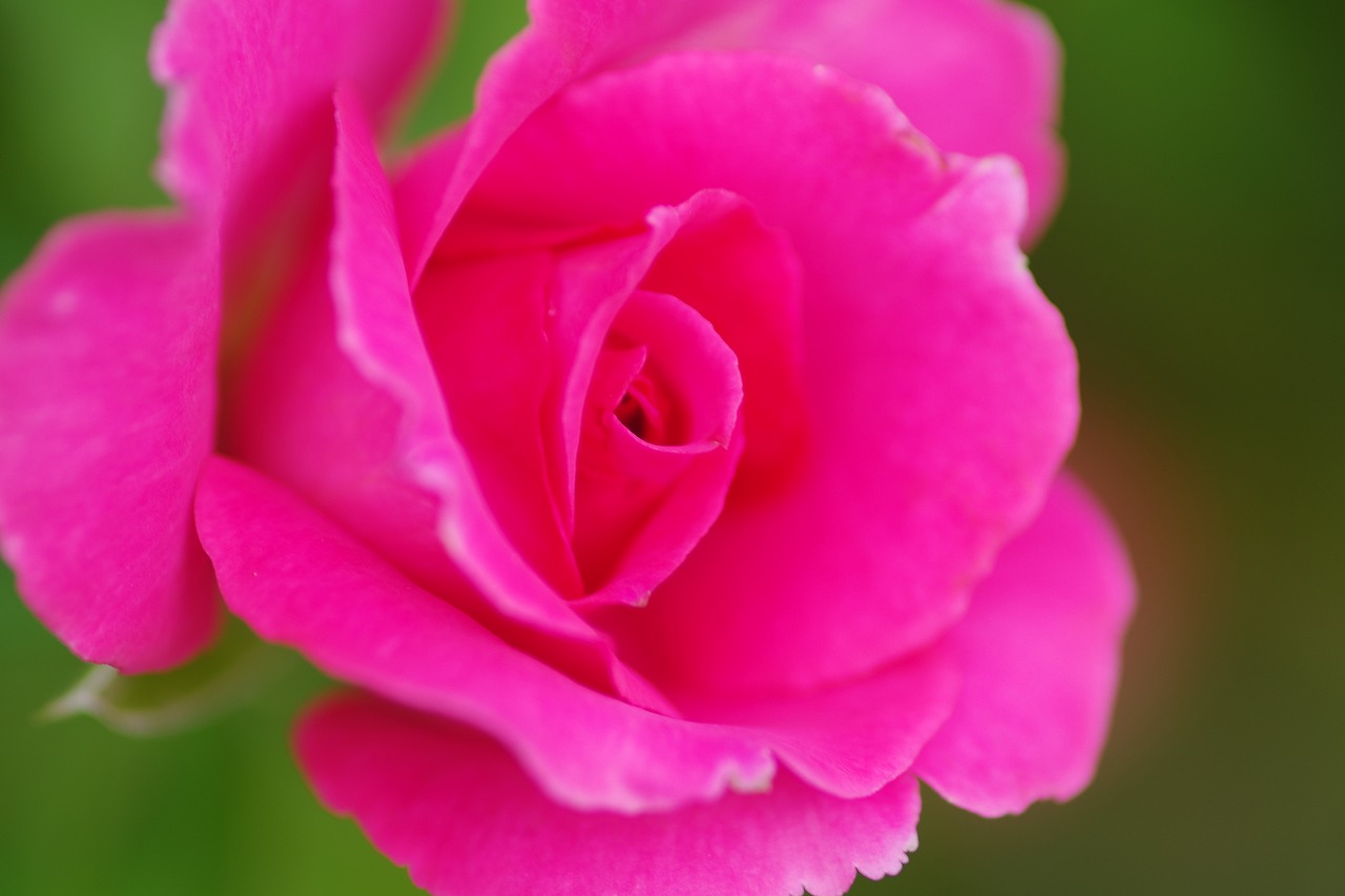 あしかがフラワーパークの花々