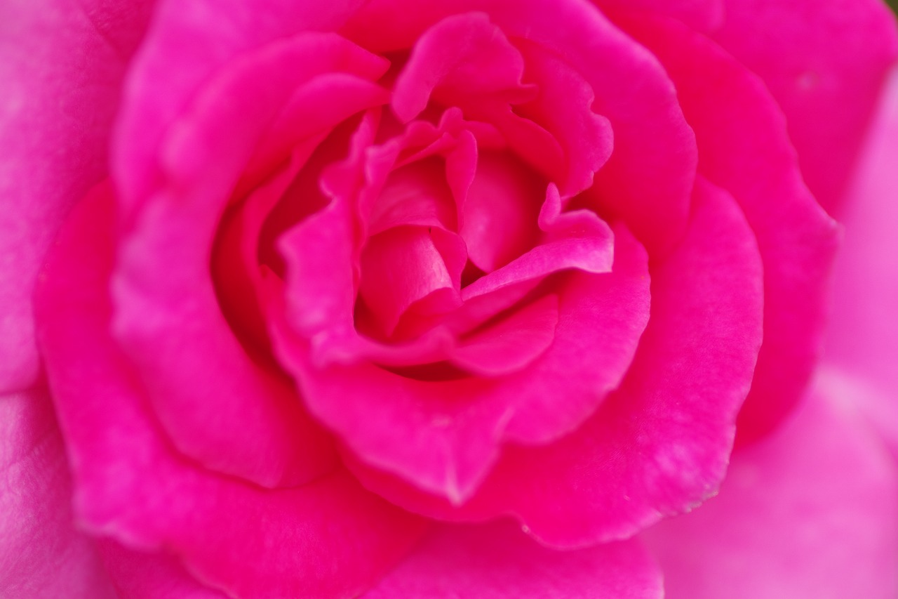 あしかがフラワーパークの花々