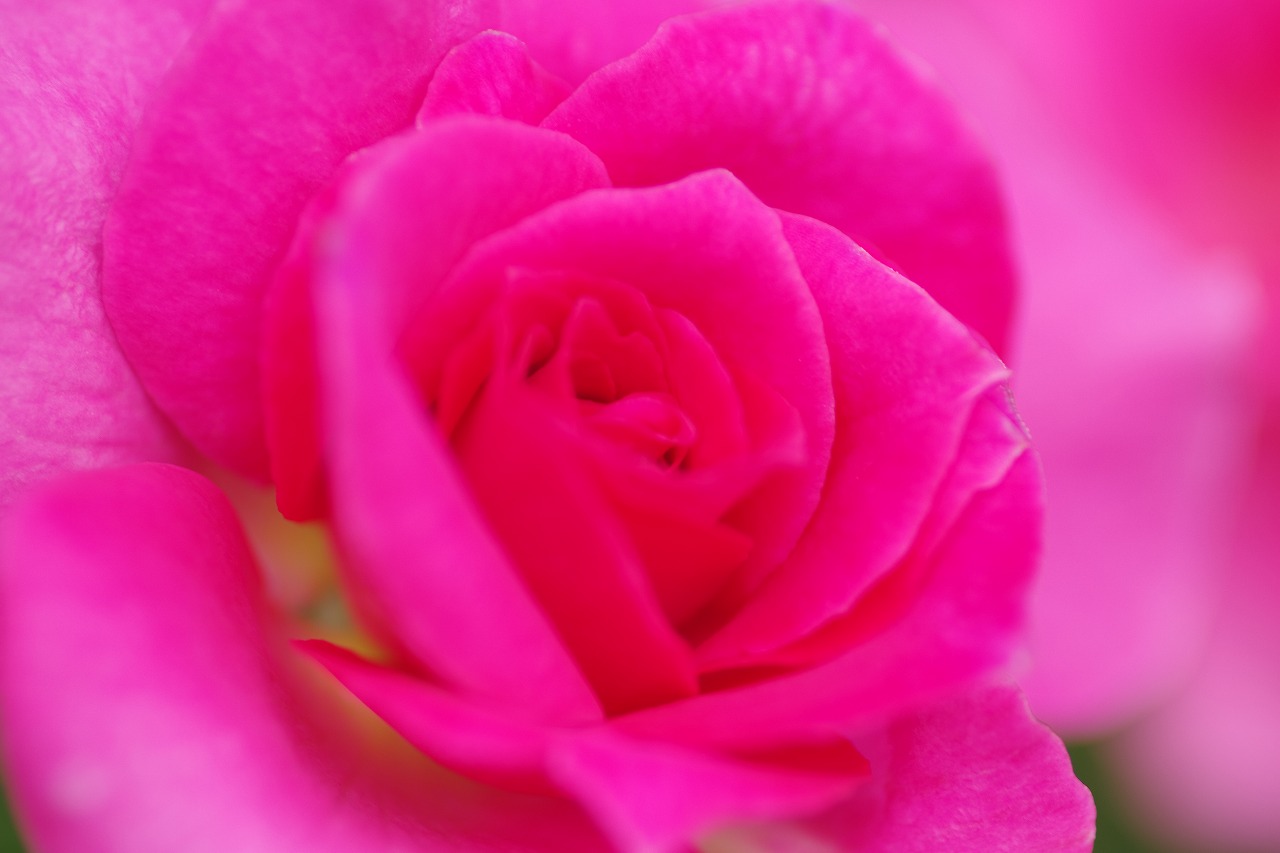 あしかがフラワーパークの花々