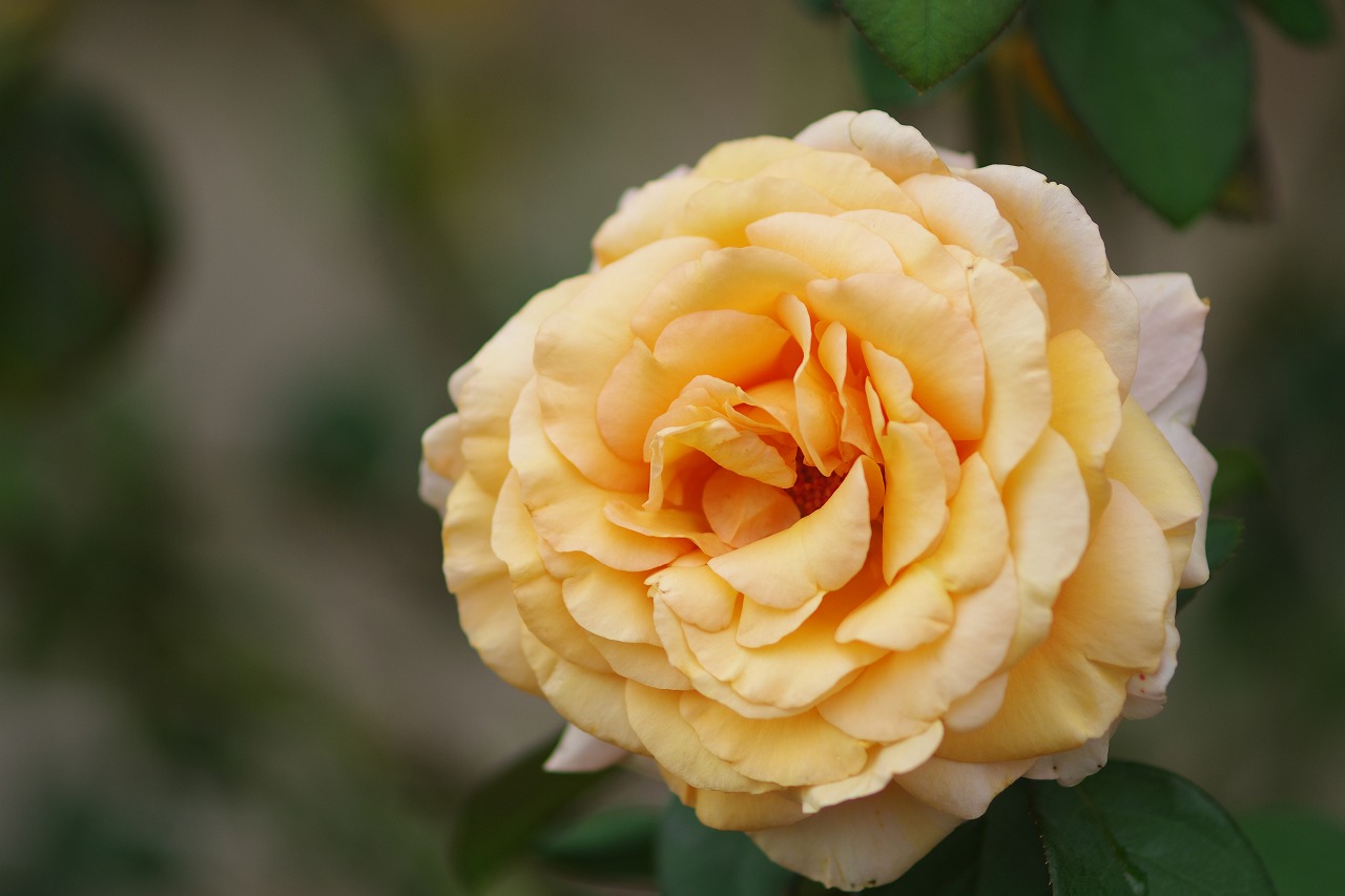 群馬県前橋市の敷島公園のバラ園