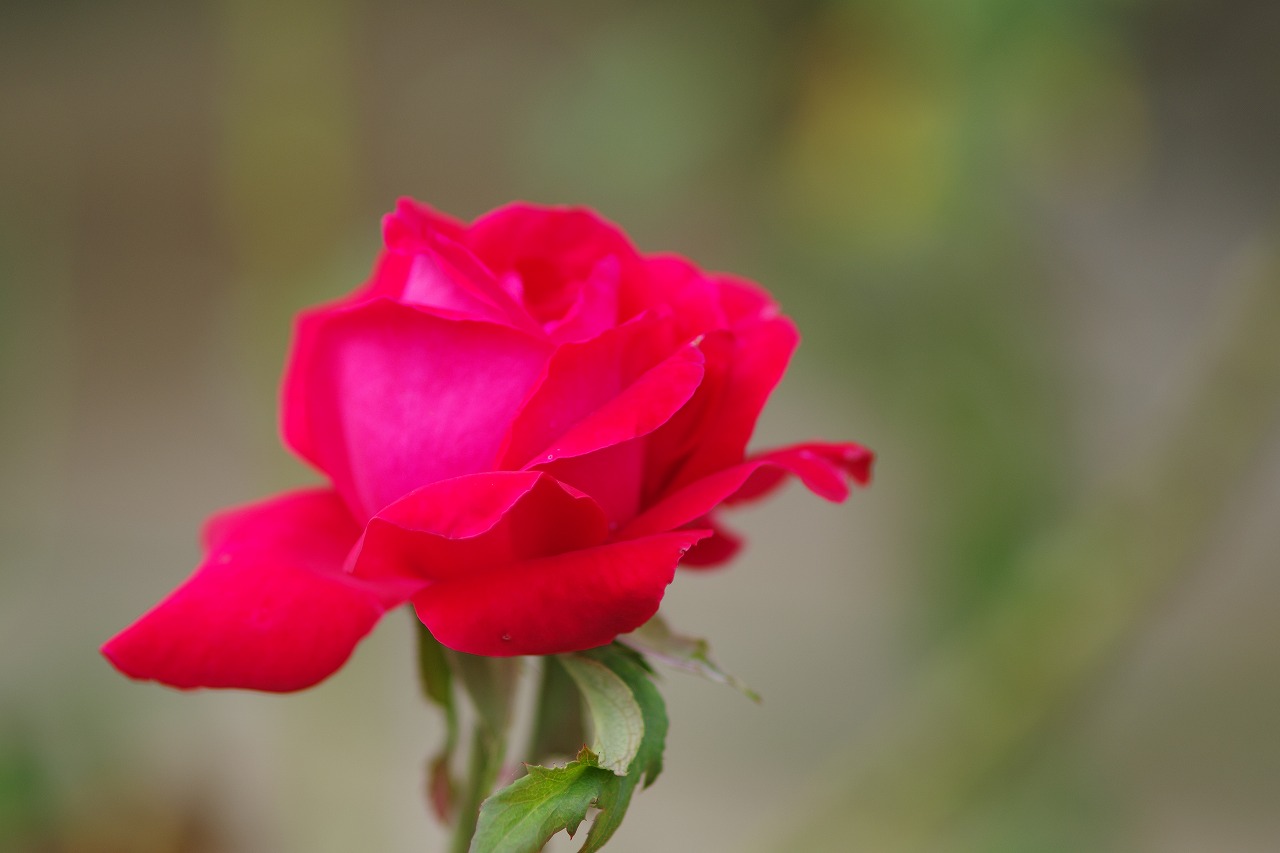群馬県前橋市の敷島公園のバラ園