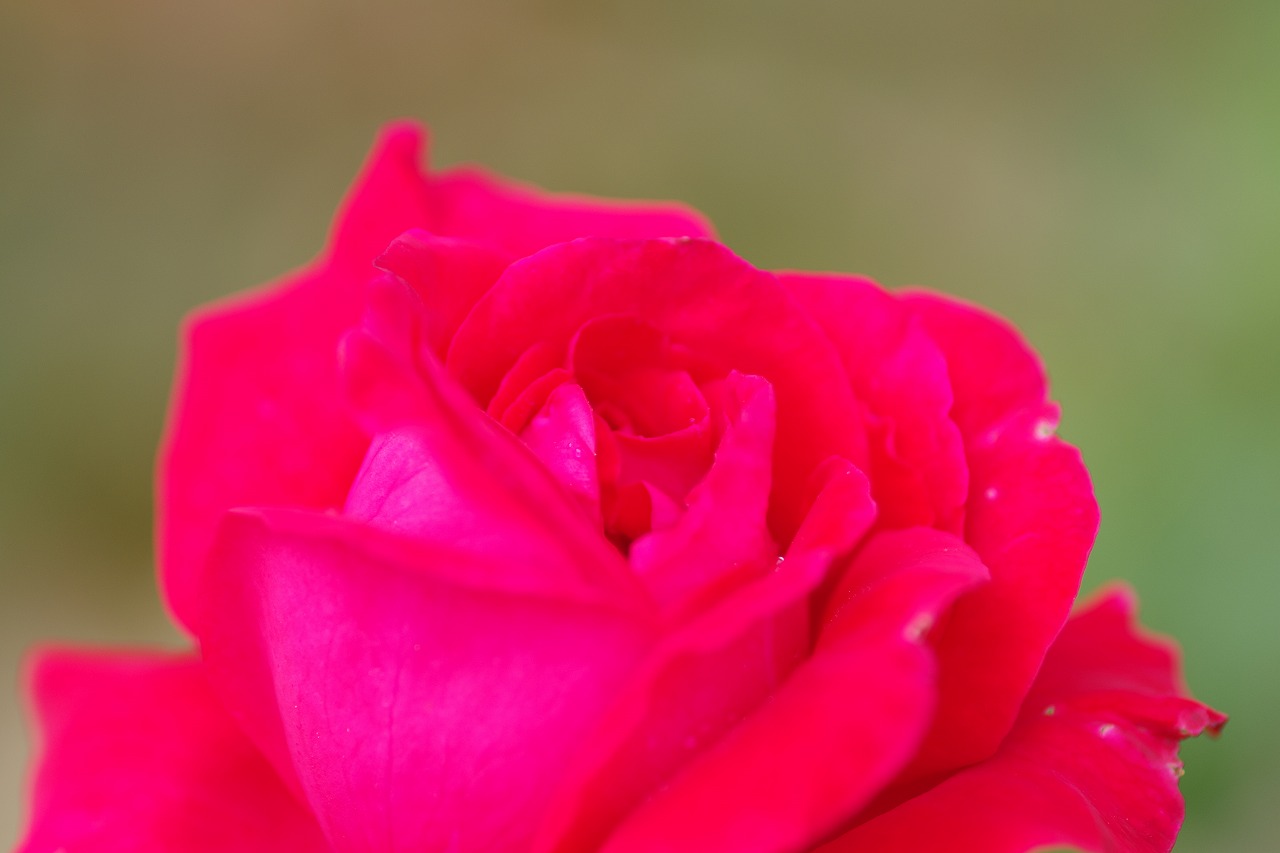 群馬県前橋市の敷島公園のバラ園