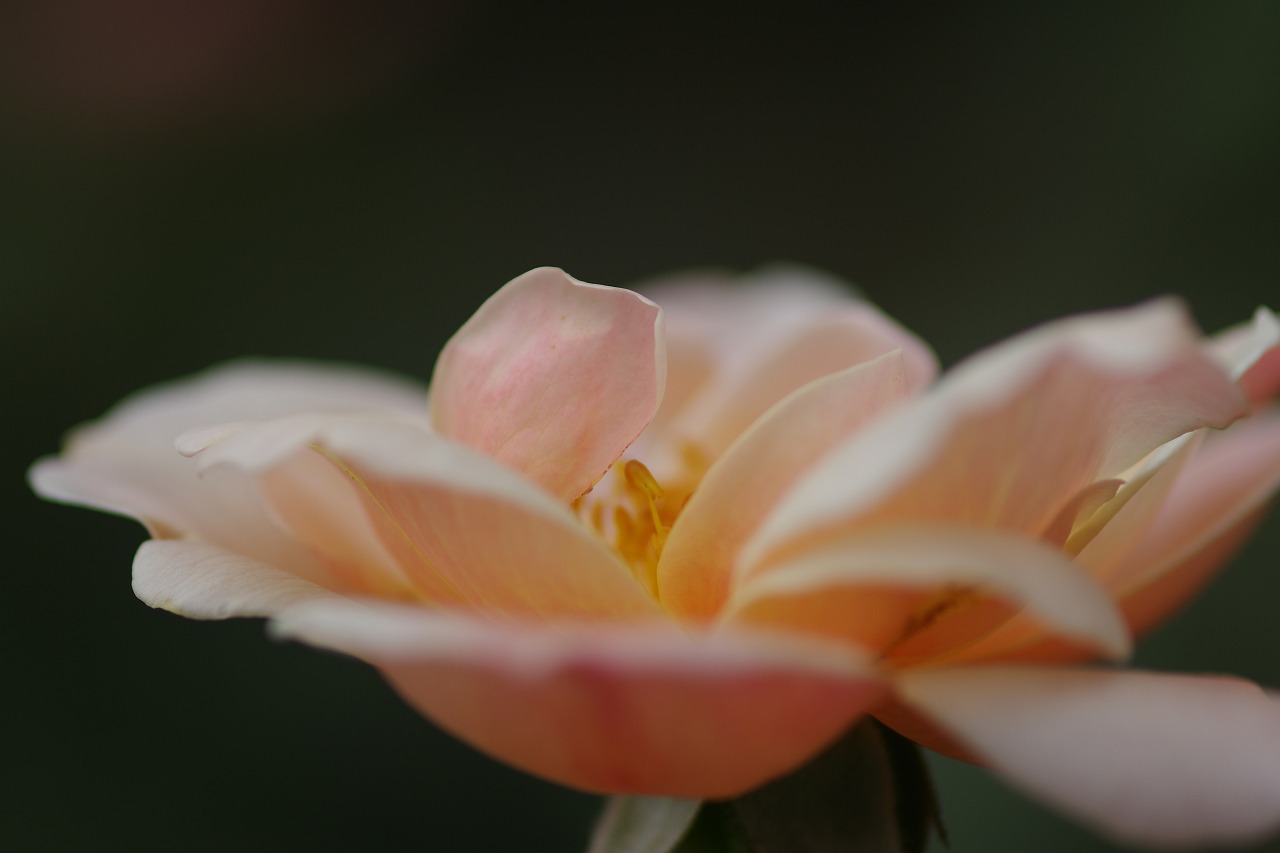 群馬県前橋市の敷島公園のバラ園