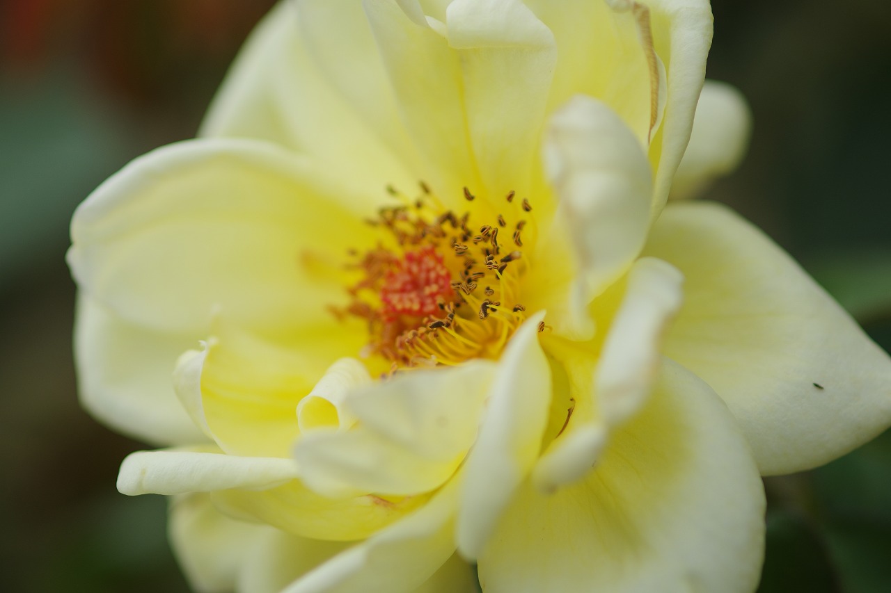 群馬県前橋市の敷島公園のバラ園