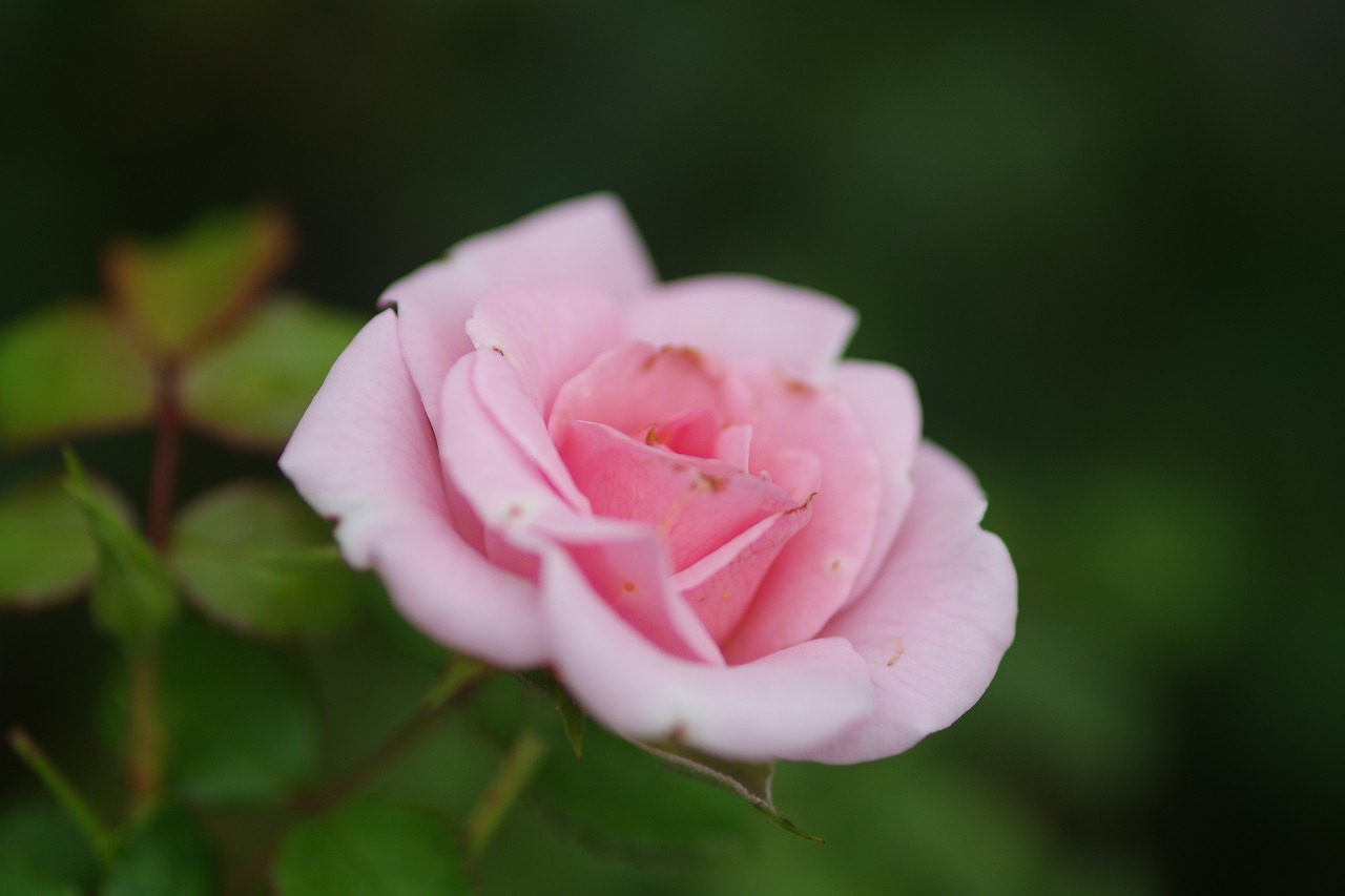 群馬県前橋市の敷島公園のバラ園