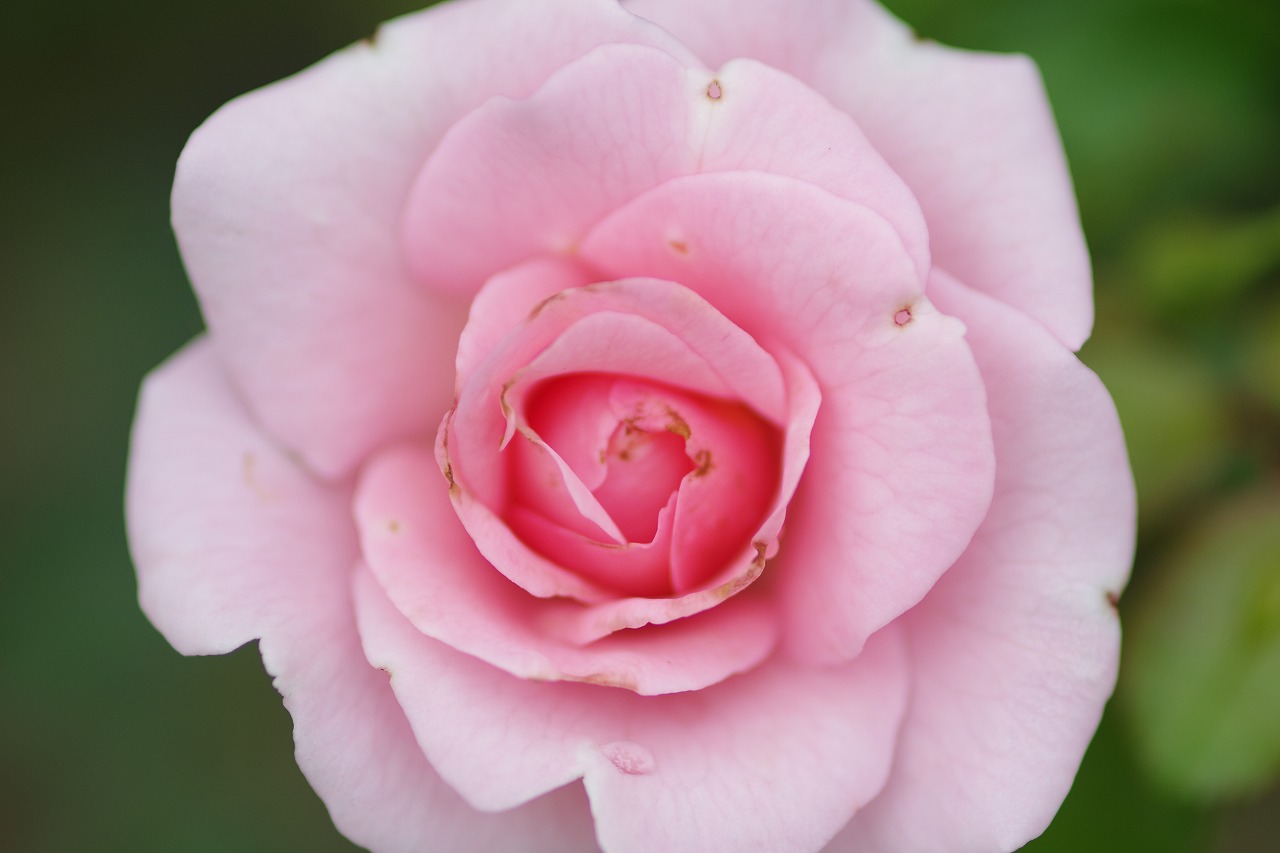 群馬県前橋市の敷島公園のバラ園