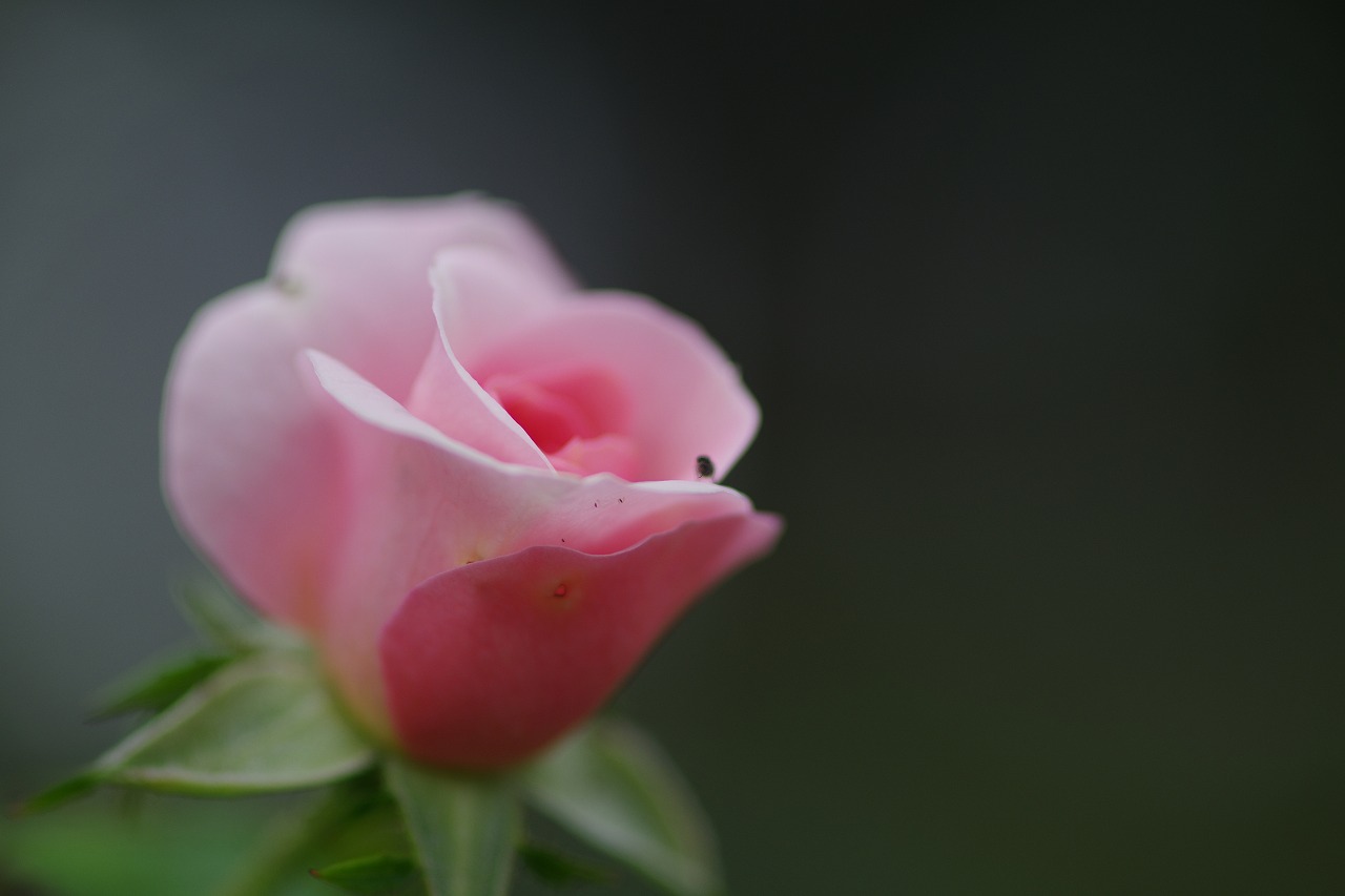 群馬県前橋市の敷島公園のバラ園