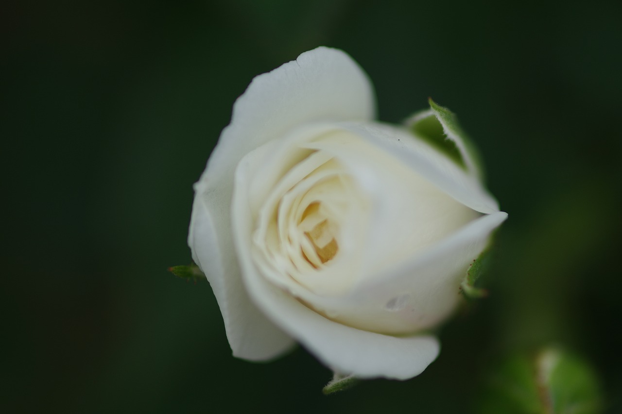 群馬県前橋市の敷島公園のバラ園