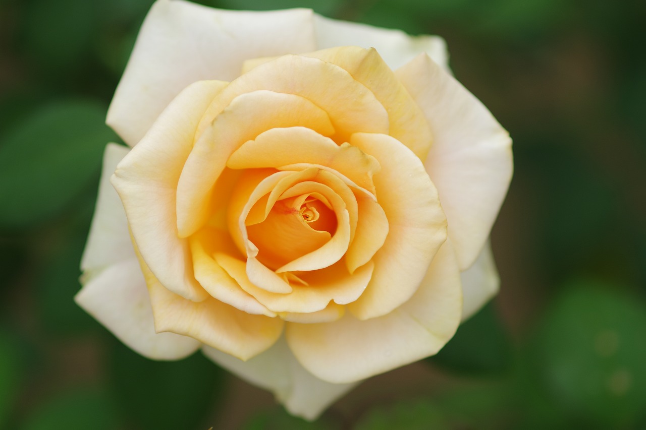 群馬県前橋市の敷島公園のバラ園