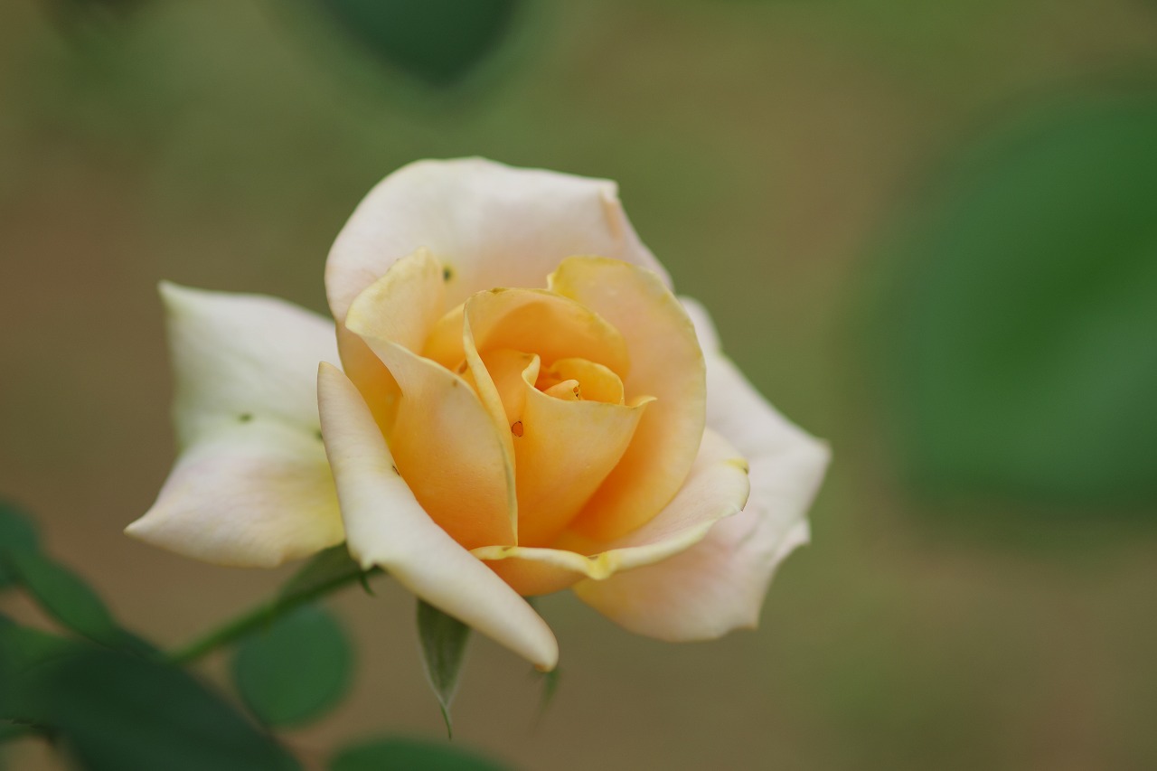 群馬県前橋市の敷島公園のバラ園