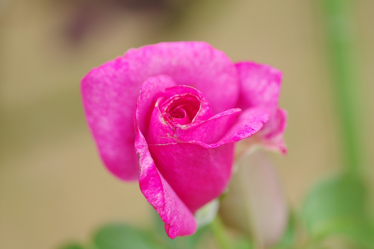 群馬県前橋市の敷島公園のバラ園