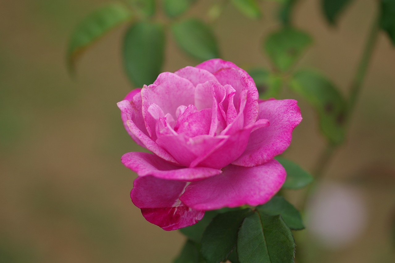 群馬県前橋市の敷島公園のバラ園