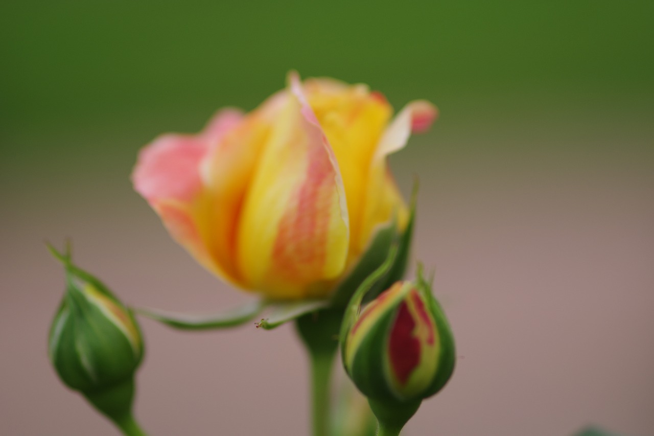 群馬県前橋市の敷島公園のバラ園