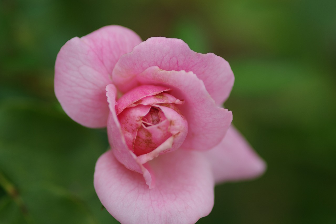 群馬県前橋市の敷島公園のバラ園