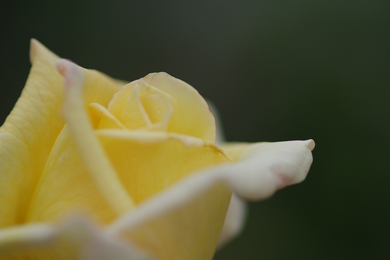 群馬県前橋市の敷島公園のバラ園