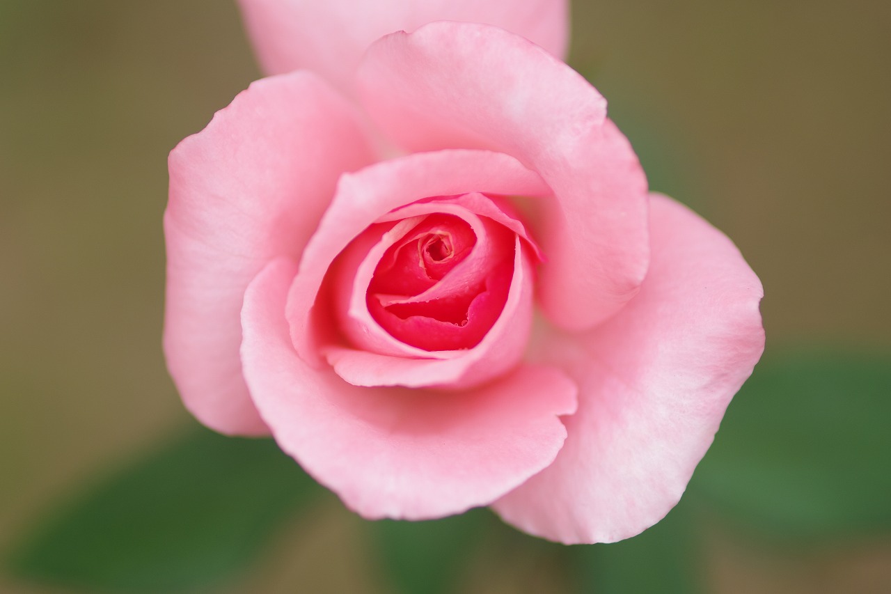 群馬県前橋市の敷島公園のバラ園