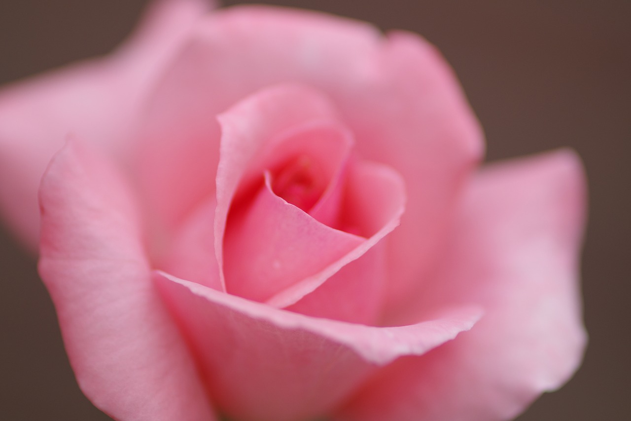 群馬県前橋市の敷島公園のバラ園