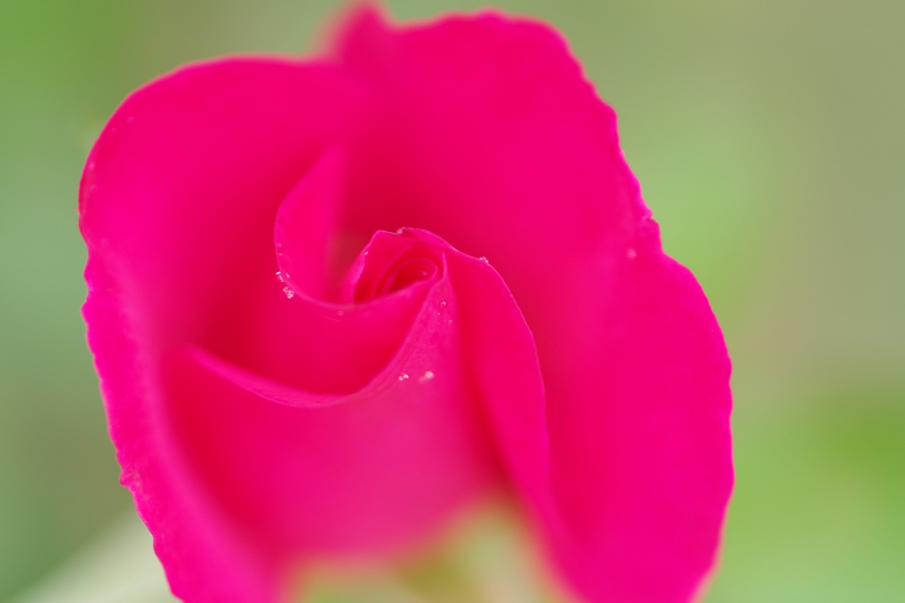 群馬県前橋市の敷島公園のバラ園