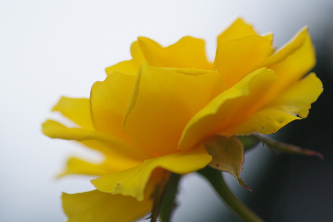 群馬県前橋市の敷島公園のバラ園