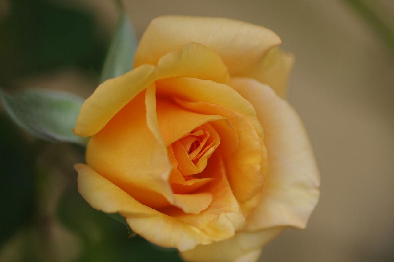 群馬県前橋市の敷島公園のバラ園