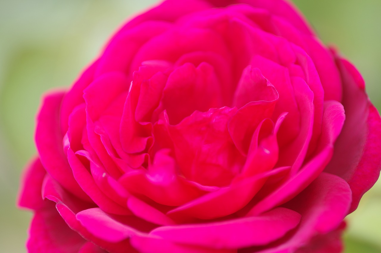群馬県前橋市の敷島公園のバラ園
