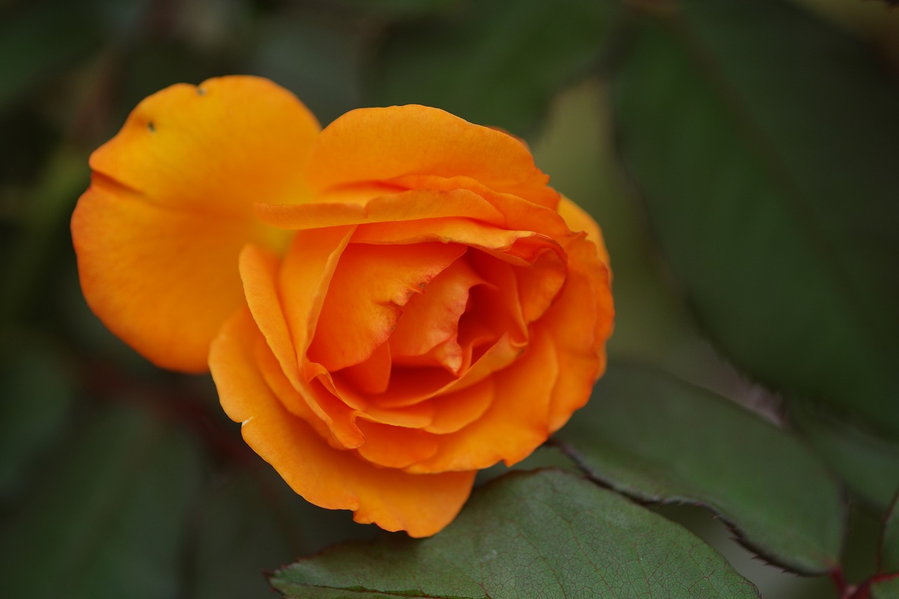 群馬県前橋市の敷島公園のバラ園