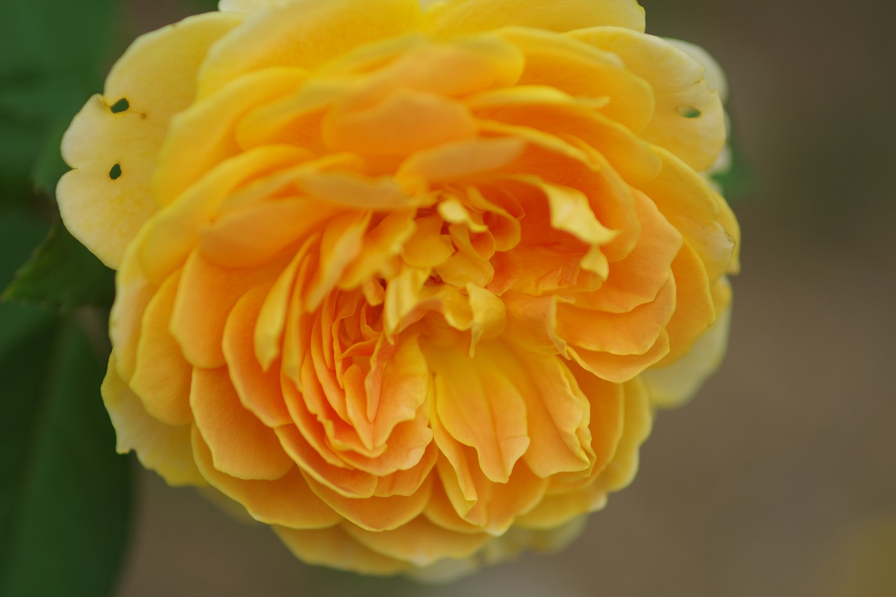 群馬県前橋市の敷島公園のバラ園