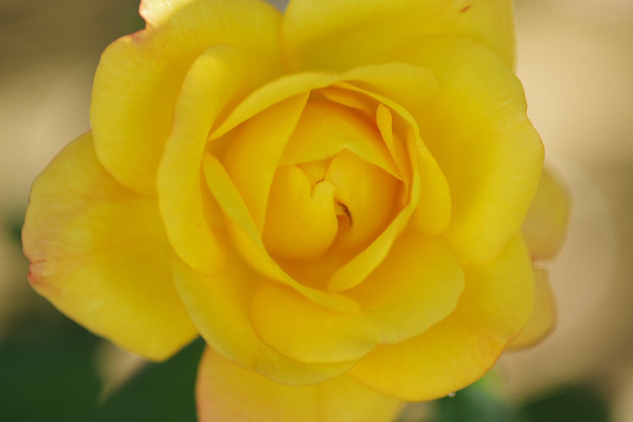 栃木県足利市のあしかがフラワーパークの花々