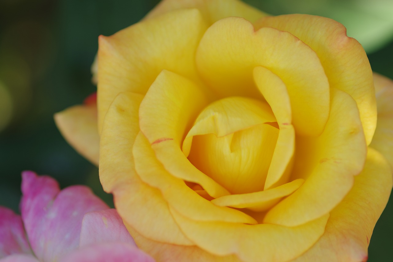 栃木県足利市のあしかがフラワーパークの花々