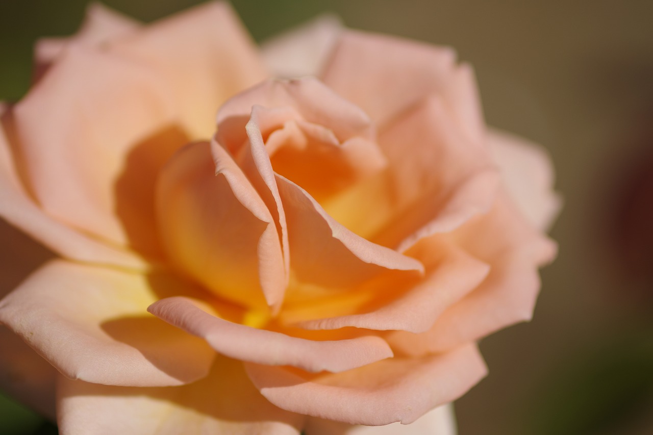 栃木県足利市のあしかがフラワーパークの花々