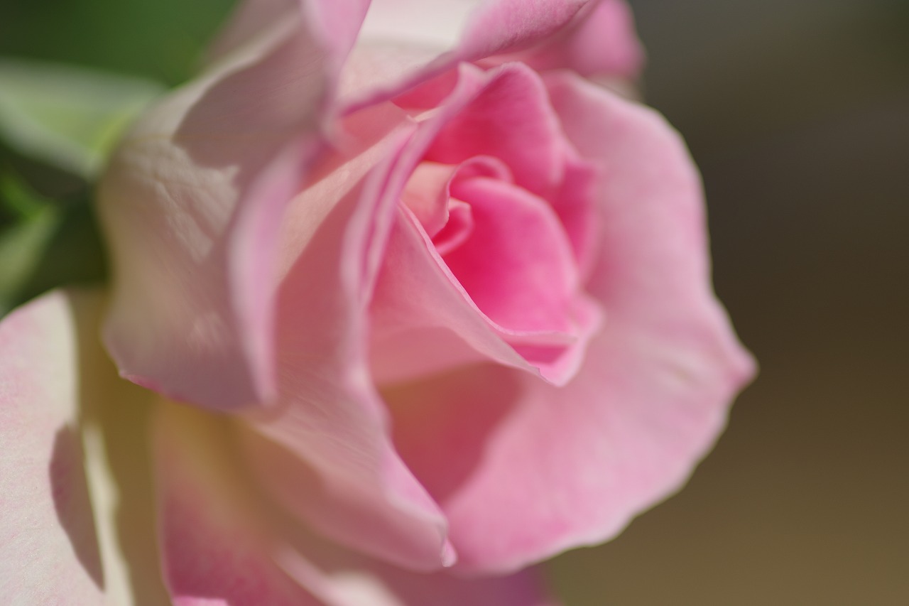 栃木県足利市のあしかがフラワーパークの花々