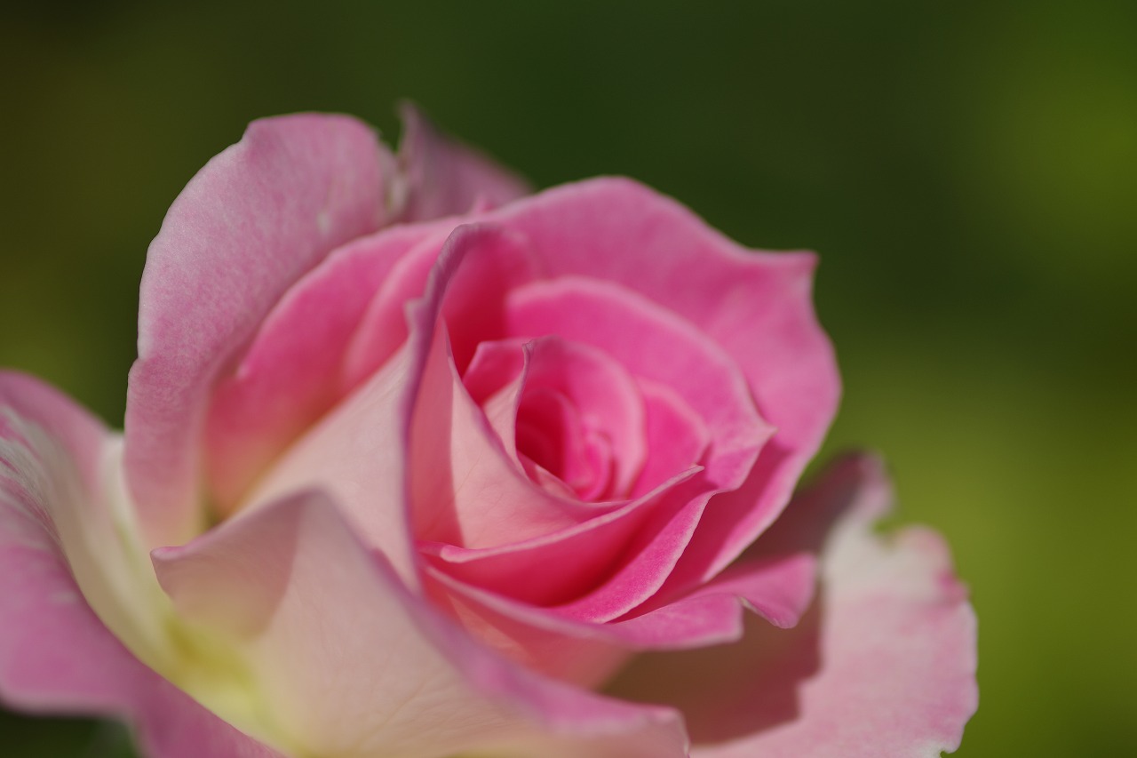 栃木県足利市のあしかがフラワーパークの花々