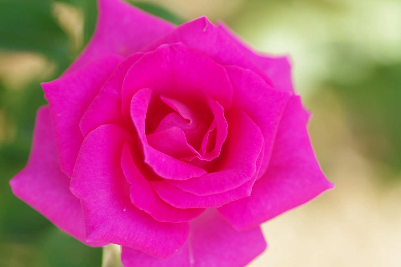 栃木県足利市のあしかがフラワーパークの花々