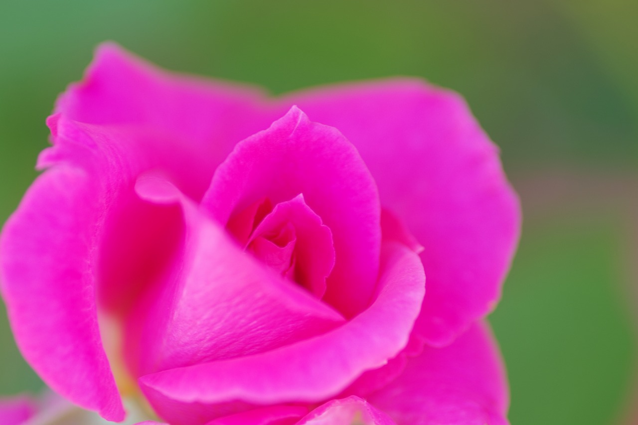 栃木県足利市のあしかがフラワーパークの花々