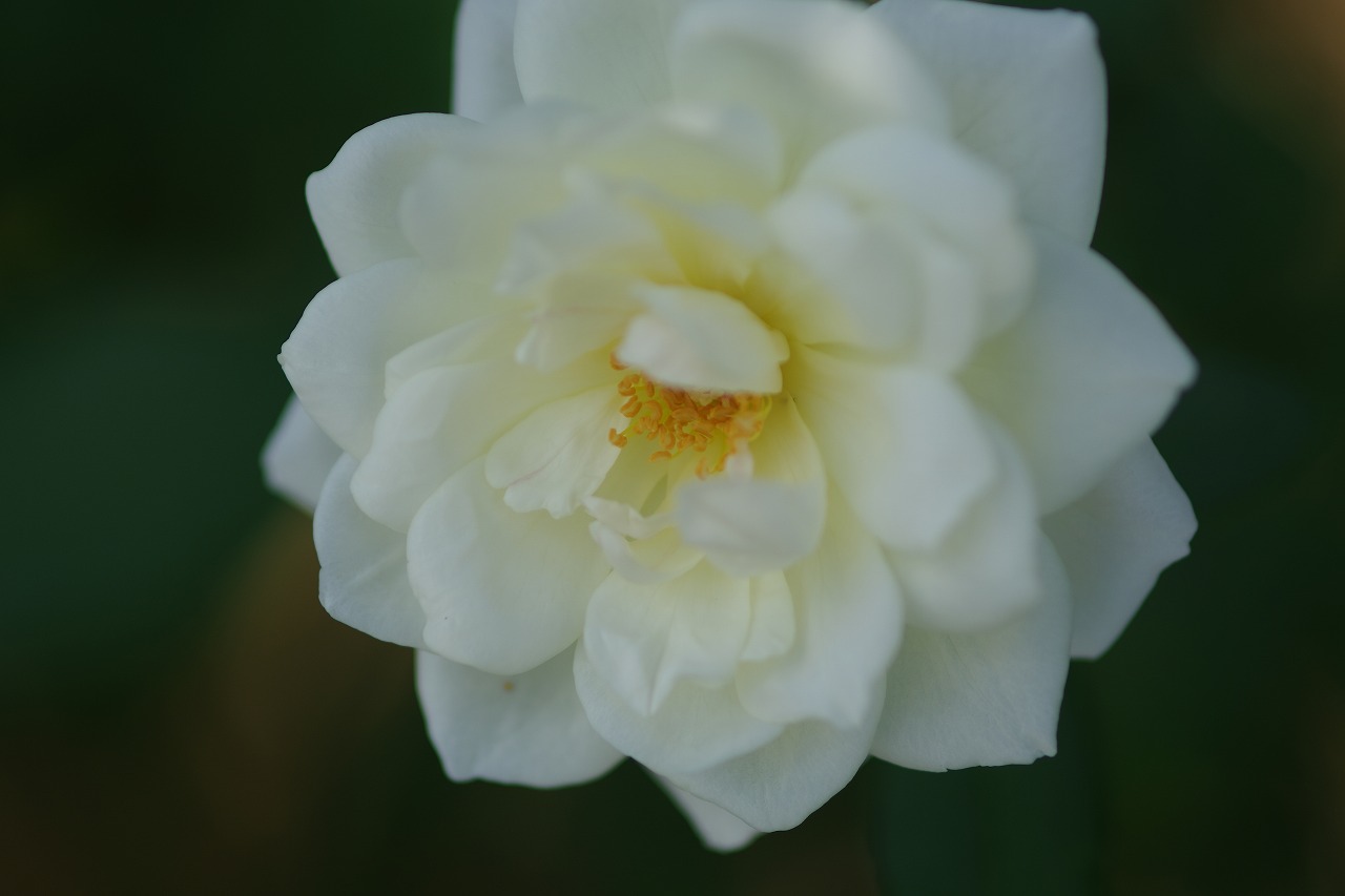 栃木県足利市のあしかがフラワーパークの花々