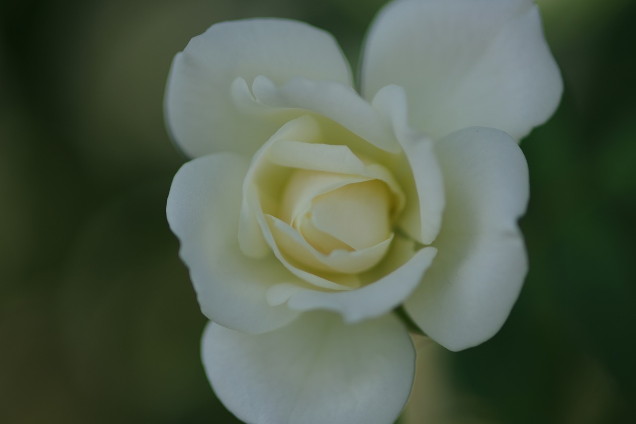 栃木県足利市のあしかがフラワーパークの花々