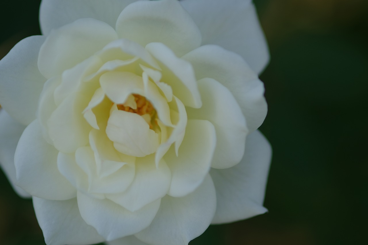 栃木県足利市のあしかがフラワーパークの花々