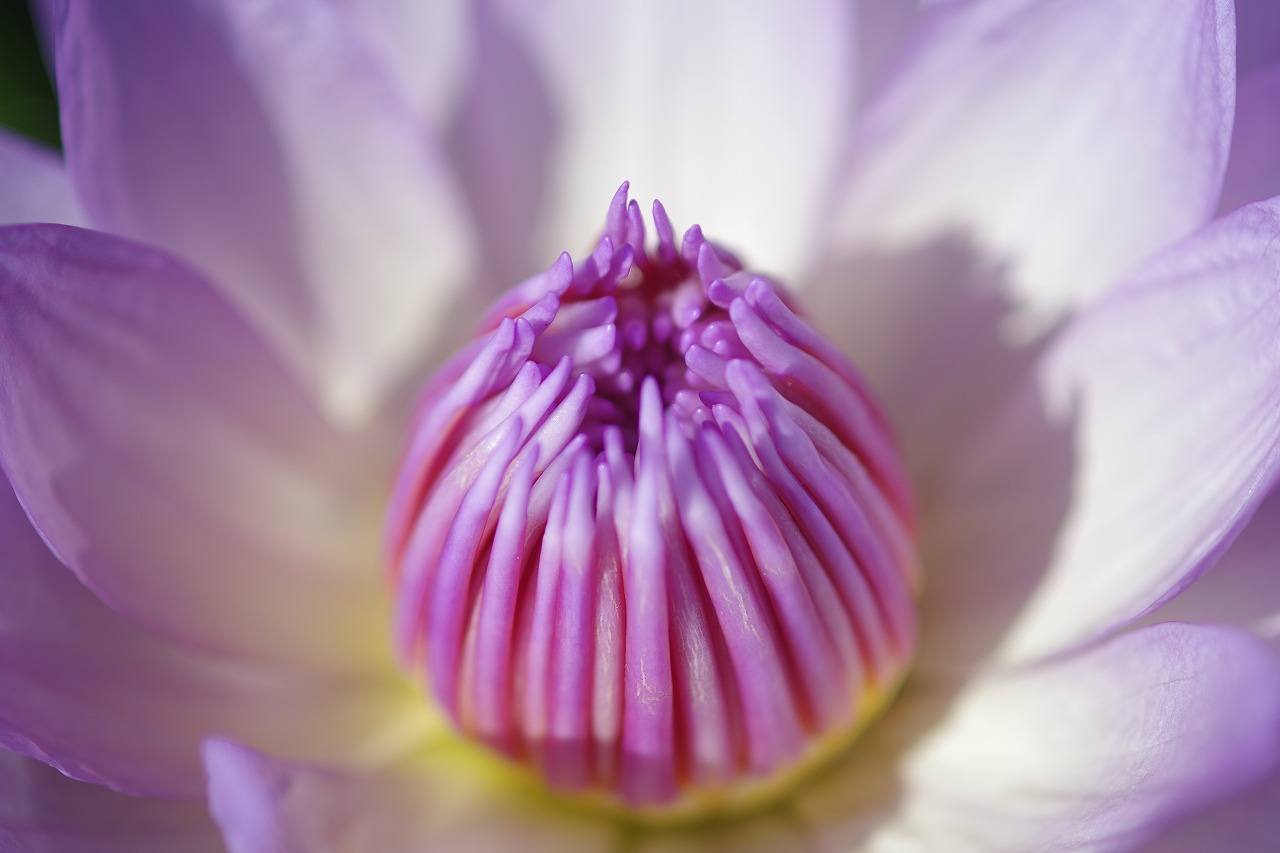 栃木県足利市のあしかがフラワーパークの花々