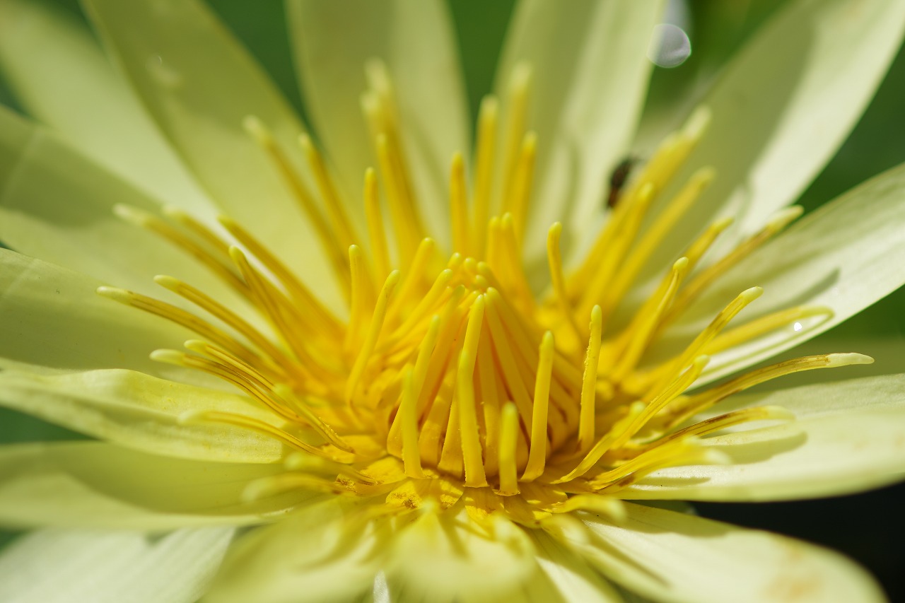 栃木県足利市のあしかがフラワーパークの花々