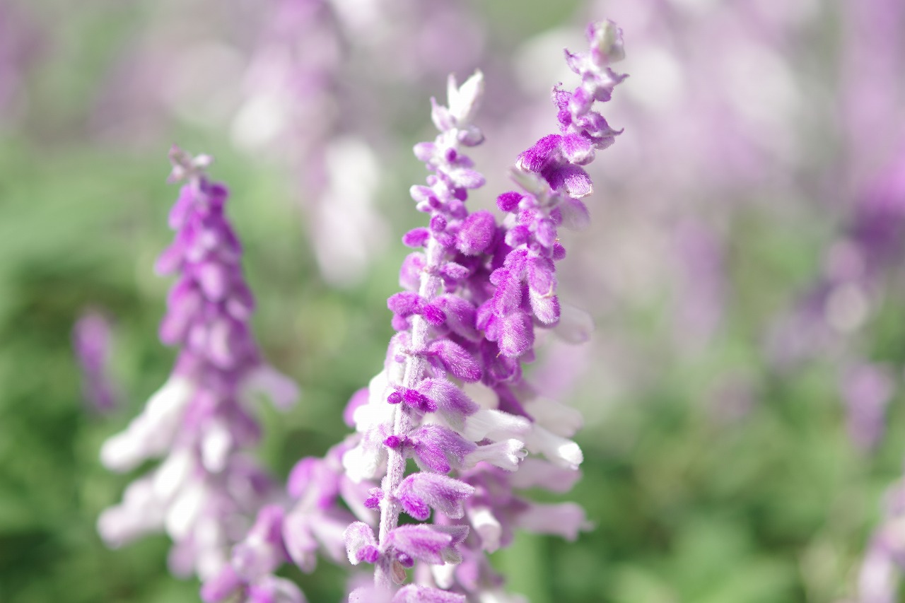 栃木県足利市のあしかがフラワーパークの花々