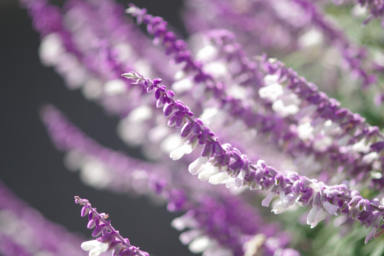 栃木県足利市のあしかがフラワーパークの花々