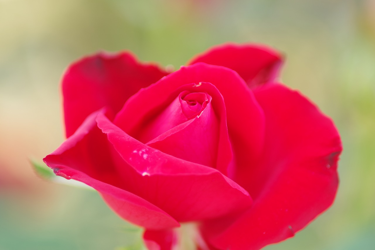 栃木県足利市のあしかがフラワーパークの花々