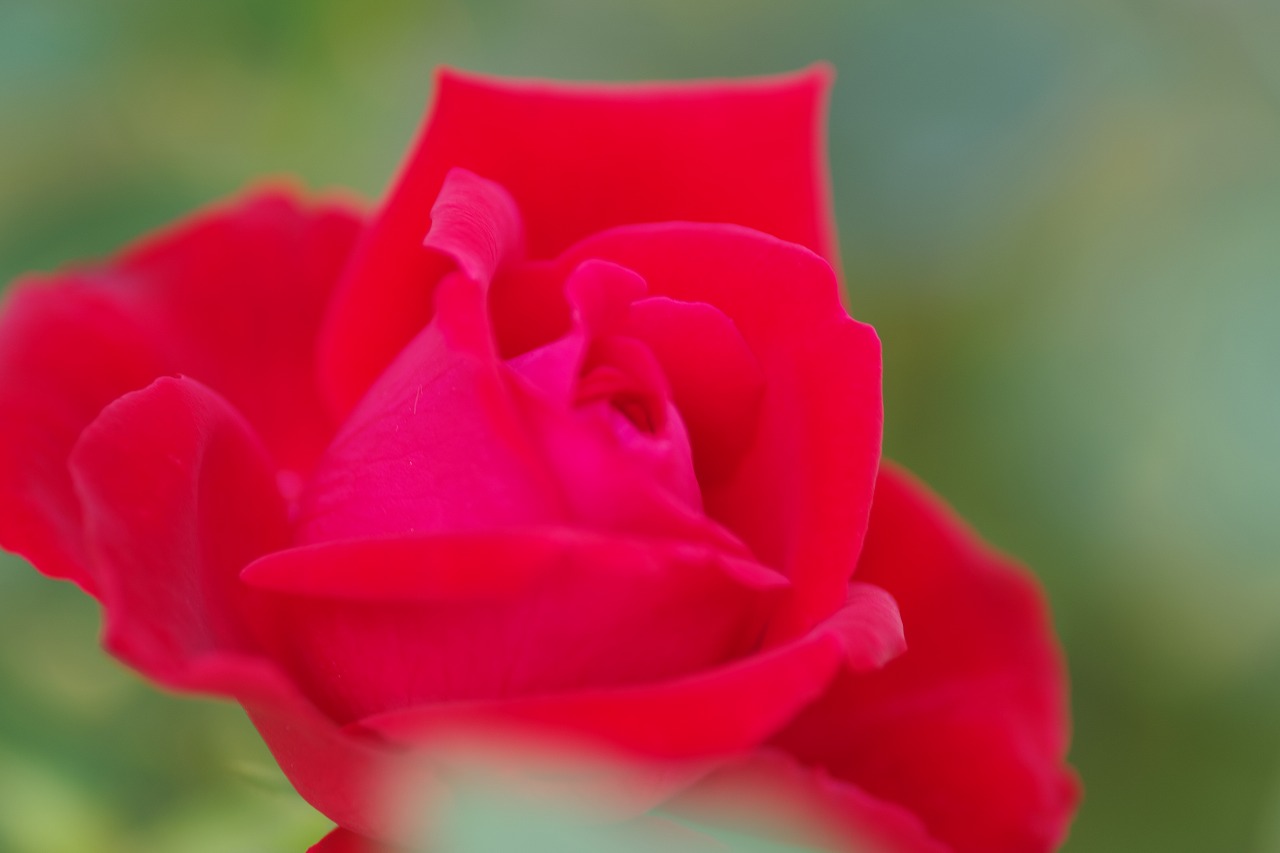 栃木県足利市のあしかがフラワーパークの花々